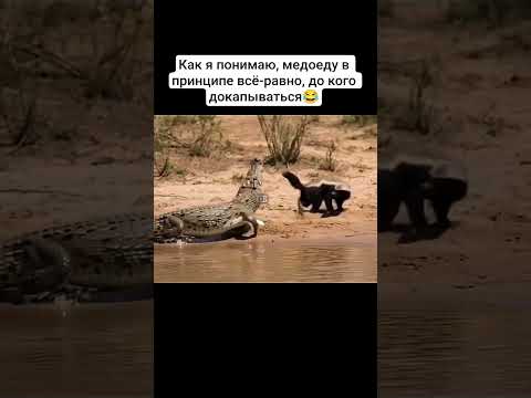 Неофициальный Царь зверей🔥