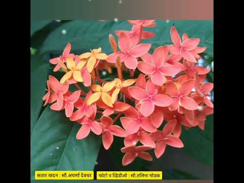 फुलांचा सहवास.. #निसर्ग #फुले #nature #naturelovers #flower #talinamodak #talina #फोटोग्राफी