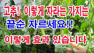 고추나무, 이렇게 자라는 가지는 끝순 잘라보세요. 이런 생각하지 못했던 효과가 있네요(고추재배, 고추 다수확…