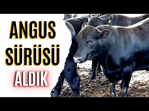 , title : 'ANGUS SÜRÜSÜ ALDIK'