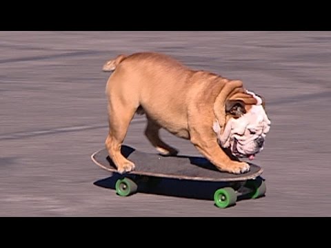 Remembering Tillman, the skateboarding bulldog
