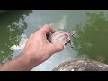 Caught Turtles Sunbathing At Noon Turtle Yongsieutv Mo4ke