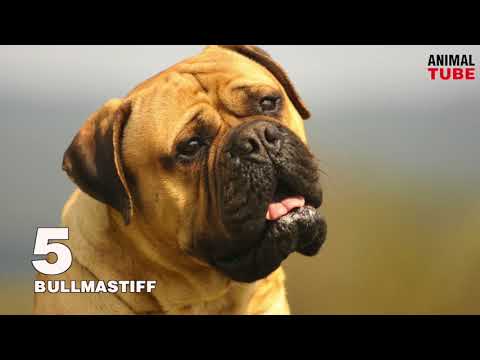 Dogs that would kill for their owners by fatax kassim