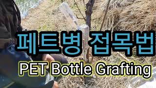 싹이 빠른 페트병  촉성 접붙이기