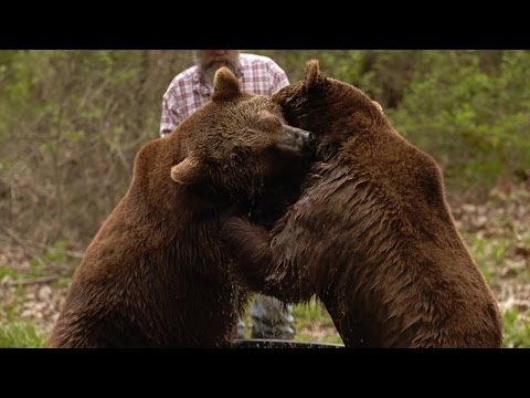 Grizzly Bear Bath Turns Wild