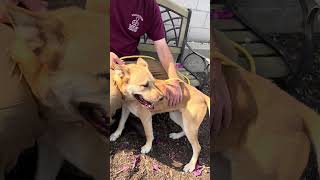 Video preview image #1 German Shepherd Dog-Unknown Mix Puppy For Sale in Pasadena, CA, USA