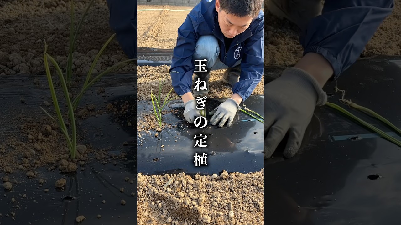 2月に玉ねぎを植えました！ #shorts