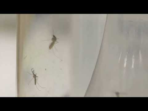 Suffolk County West Nile Virus