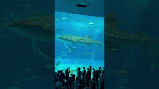 美ら海水族館　ジンベイザメ