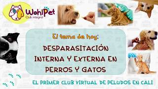 Desparasitación Interna y Externa en Perros y Gatos