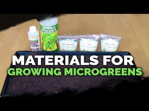 How to Grow Microgreens from Start to Finish COMPLETE GUIDE