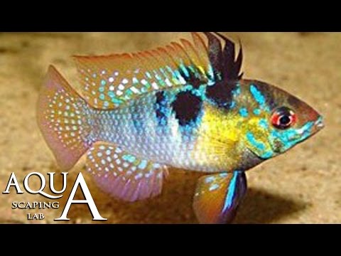 Aquascaping Lab - Mikrogeophagus Ramirezi Dwarf Cichlid info / Apistogramma Ciclide nano di Ramirez