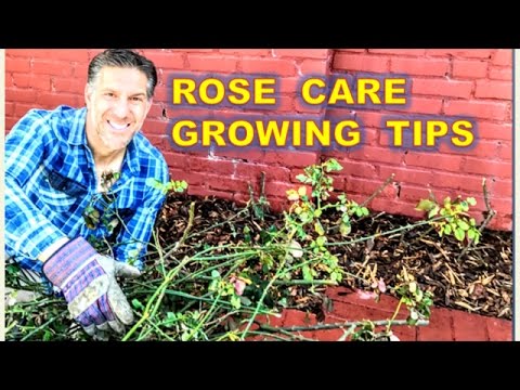 download lagu mp3 mp4 Rose Care, download lagu Rose Care gratis, unduh video klip Rose Care