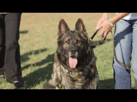download lagu mp3 mp4 Schutzhund Training, download lagu Schutzhund Training gratis, unduh video klip Schutzhund Training
