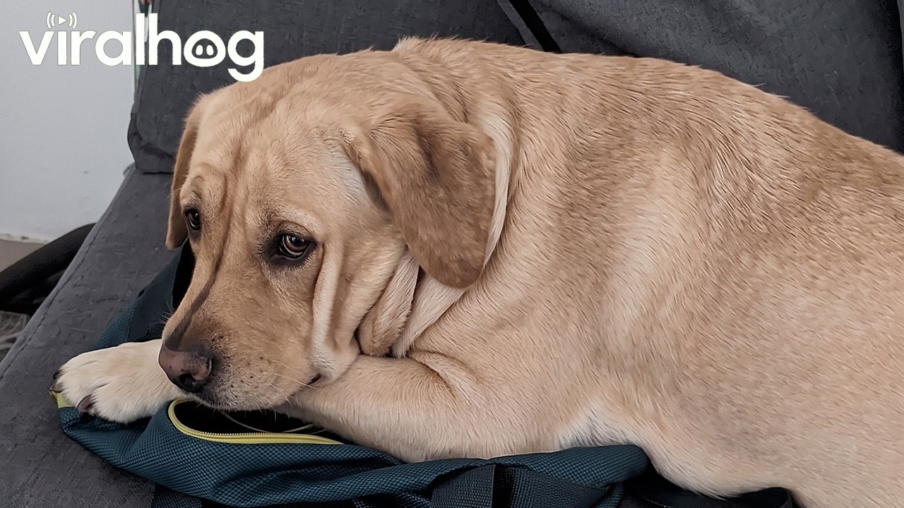 Upset Labrador Gives Owner The Silent Treatment || ViralHog