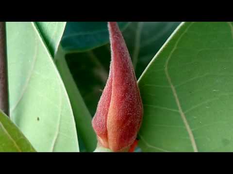 Micromax Q4310 camera 🎥 test / camera review /camera quality test