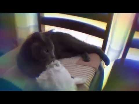 Lustiges Video über eine Katze ;)