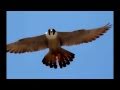 "Merlin Calls Hathor" from Jeffrey Goodman's The Whispering Harps of Merlin - (#7 of 8)