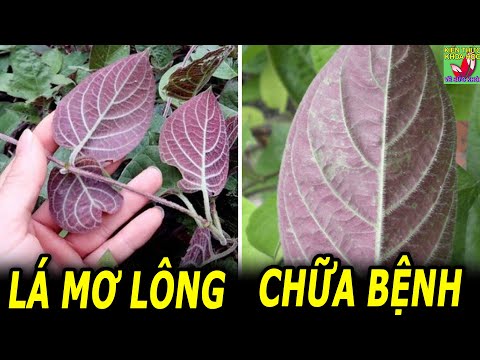 Lá mơ lông có tác dụng gì?