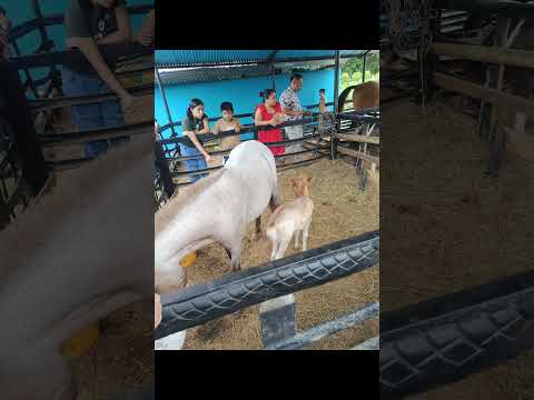 EXPOSICIÓN FERIA GADERA EN MOCOA PUTUMAYO