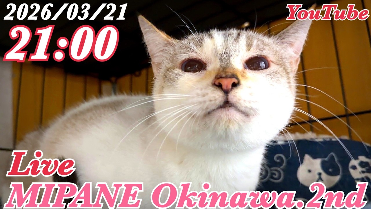 【LIVE】 深刻な餌やりボランティアの高齢化問題😢白血病『ミマ』体調不良で深刻・『モモ』順調に回復・全国より里親大募集！