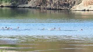 野鳥の身近な暮らし カワアイサたちの漁 2024年12月18日