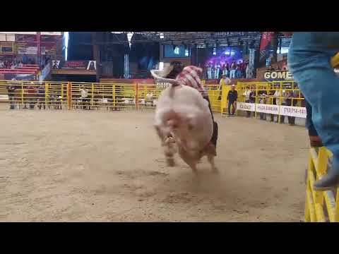 Veneno de Tomatal vrs doctor chapatin toro