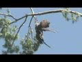 Hero vet shoots eagle out of tree