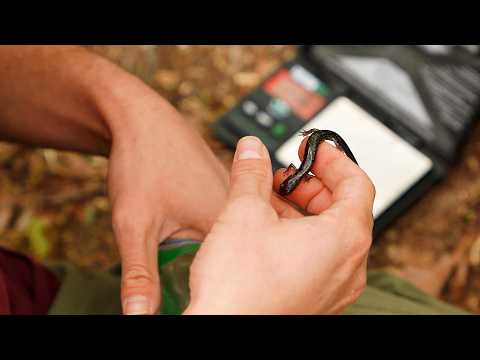 Surveying imperiled salamanders