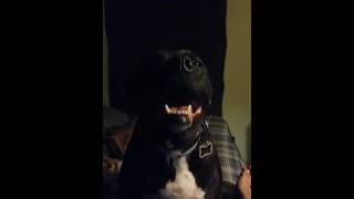 Saosin "The Stutter Says A Lot" and Veara the Dog