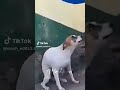Brazilian Dog Dancing Dog Funny Dogsinging Dance Brasil Dogshorts