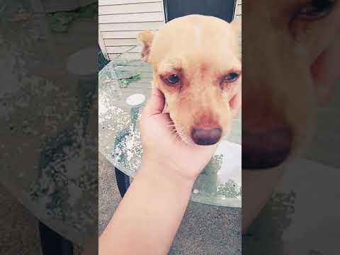 les enseño mi perrita grande