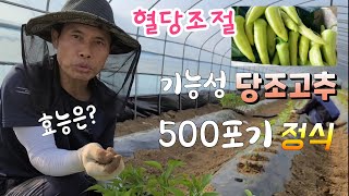 기능성 당조고추 심어 볼까요? 어떤 효능이 있을까?
