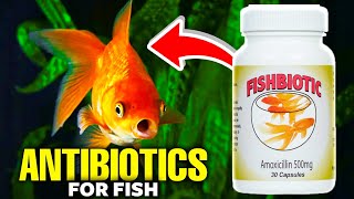 Fish Antibiotics (Which Is Best)