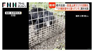 クマ続々出没…箱ワナにかかり大暴れ　「つり橋を堂々と渡る」クマも　観光地・八幡平でセンサーカメラ設置「1週間で50回以上映る時も」（2026年05月25日）
