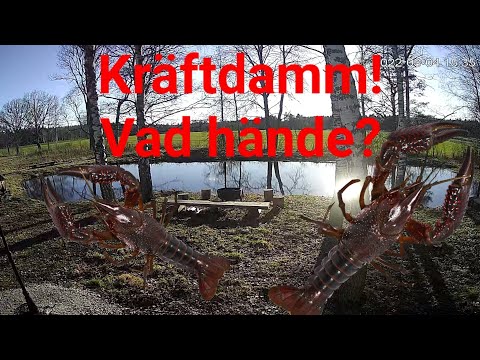 Kräftdammen! Vad hände med den?