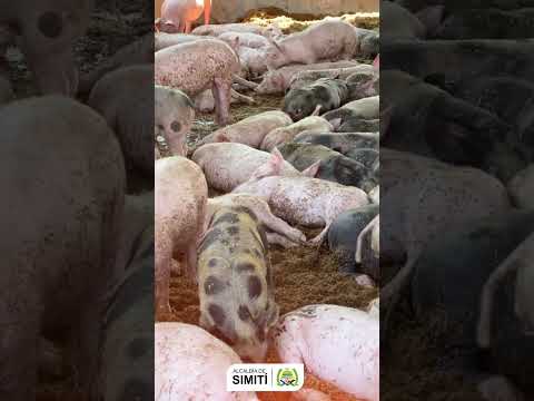 Reparación que transforma 🐖✨