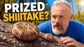 Why These Shiitake Are So Prized