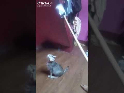 crazy kittens 💜💜💜😸😽😹😽