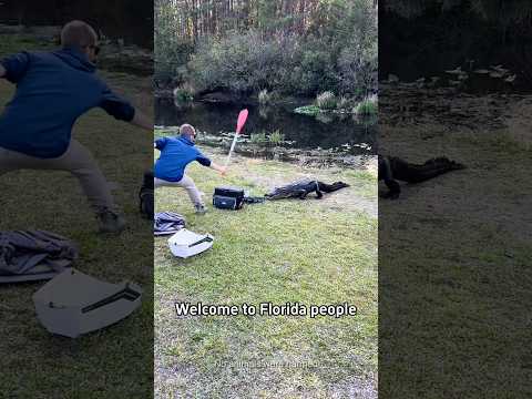 Only in Florida #florida #crocodile #funny #fyp