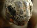 Old Turtle Read By Mike Pinder