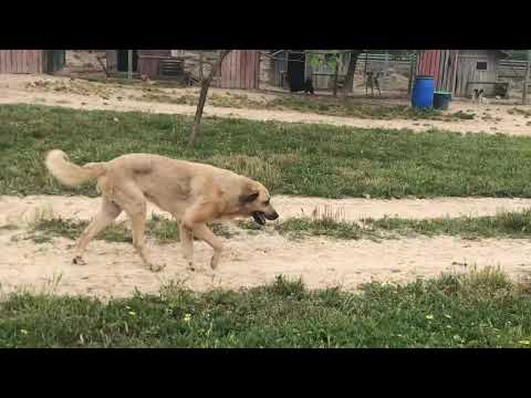 Vídeo de ZORBA