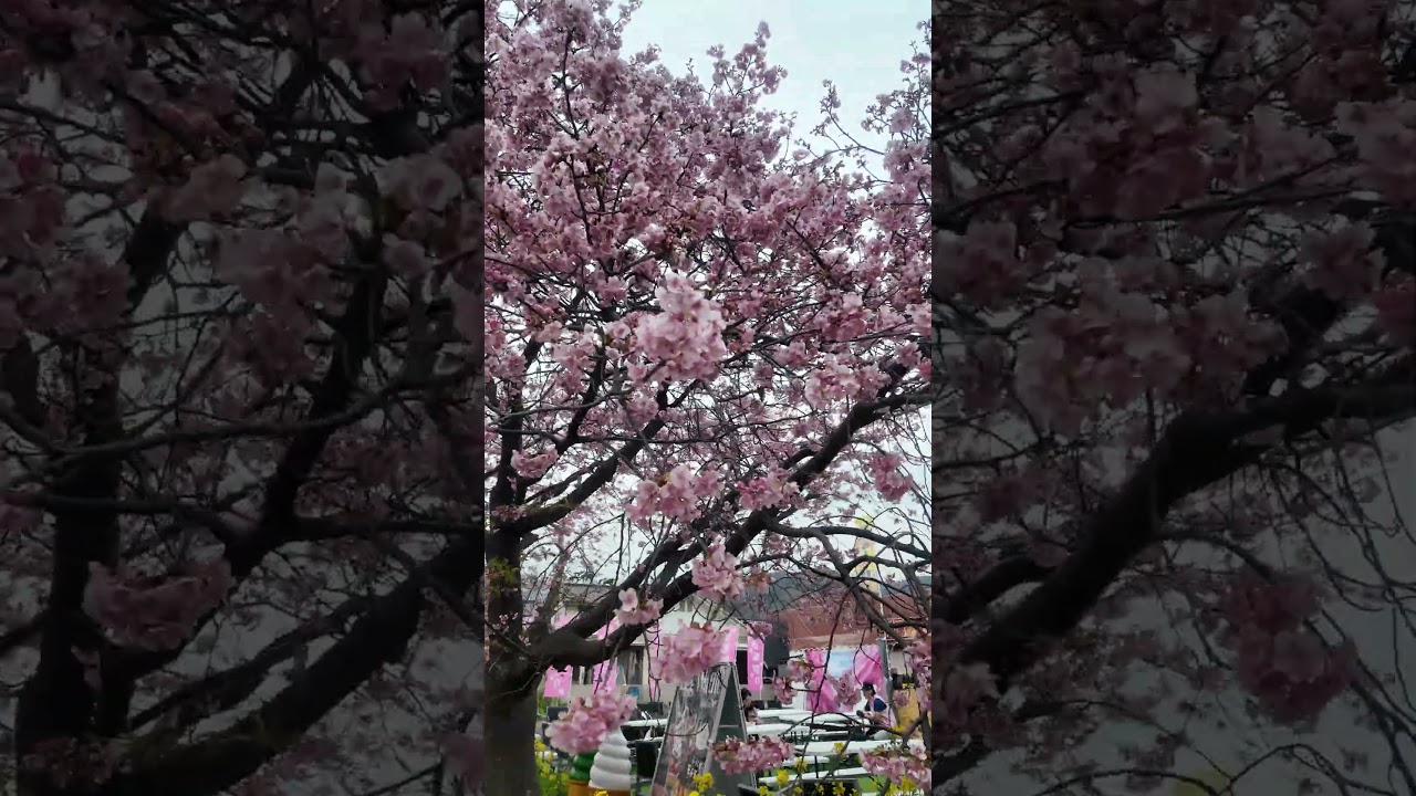 JAPAN(4K)Sakura in Japan now , Such a beautiful day in Tokyo!✨