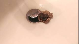 Lucas the Spider Playtime in the Sink - Reenactment