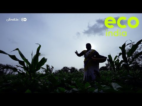 Scroll’s ‘Eco India’ show wins Ramnath Goenka Award for report on Maharashtra’s women farmers