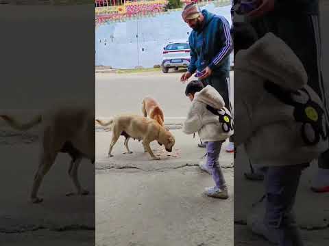 #shorts #trending #animals #animallover #masterkanavvlogs #kanavvlogs