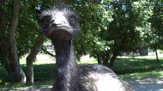 preview picture of video 'Emu exchange at Wildlife Safari, Winston, Oregon'