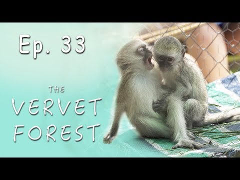 Baby Monkey Troop Integration Goes Wrong - Vervet Forest - Ep. 33
