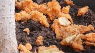 CAMPER VAN BEETHOVEN.Lulu Land.