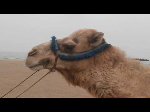 Camel Riding in Morocco 2017